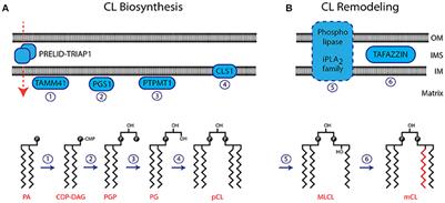 Role of Cardiolipin in Mitochondrial Signaling Pathways